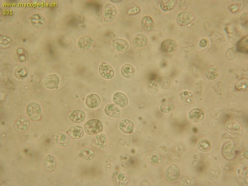 Megacollybia platyphylla - Sporen - 