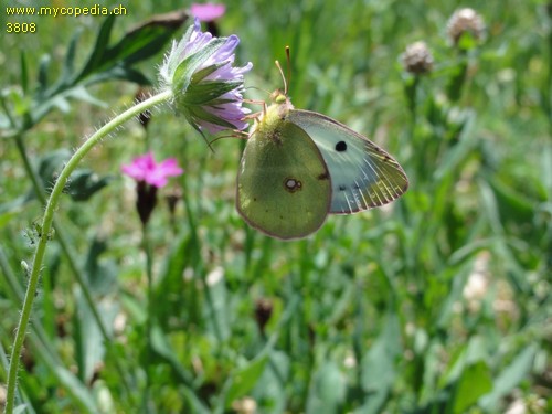 Colias hyale - 