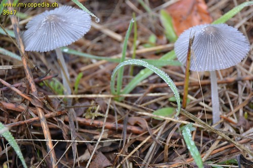 Coprinopsis lagopus - 