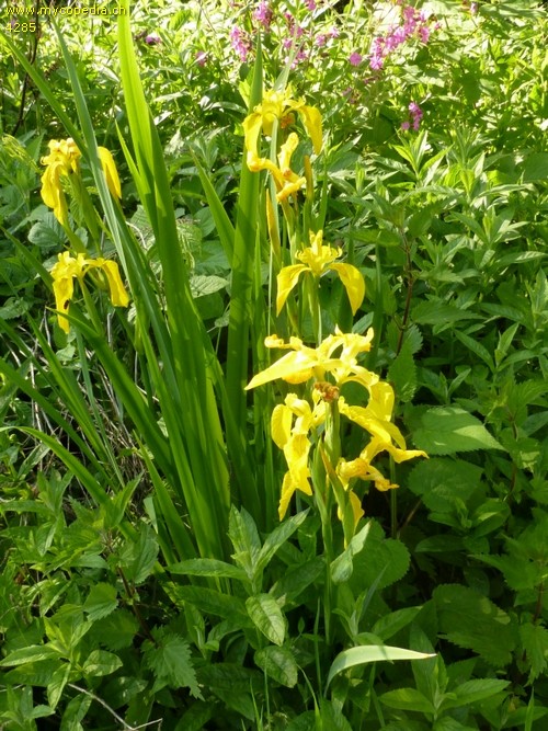 Iris pseudoacorus - 