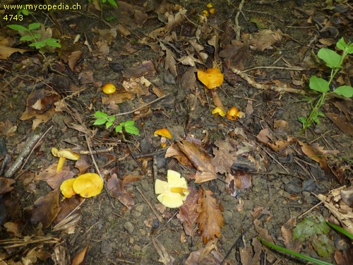 Hygrocybe obrussea - 