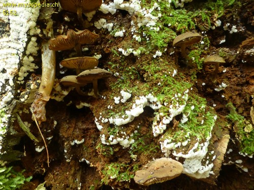 Callistosporium pinicola - 