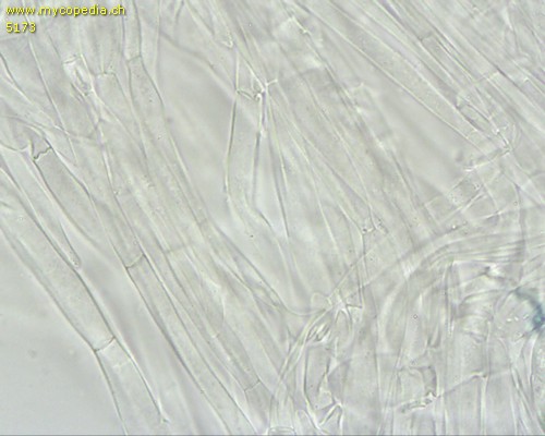 Tricholoma columbetta - HDS - 