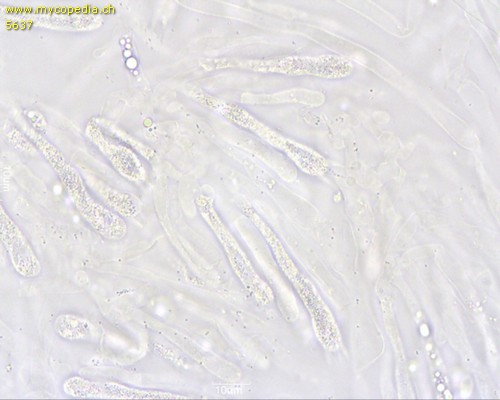 Hygrophorus nemoreus - Basidien - 