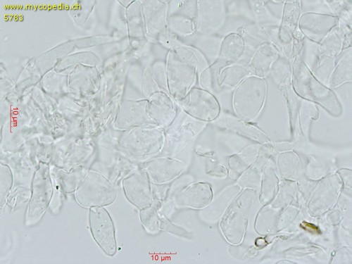 Cyclocybe aegerita - HDS - 