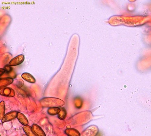 Cyclocybe erebia - Cheilozystiden und Basidien - Kongorot  - 