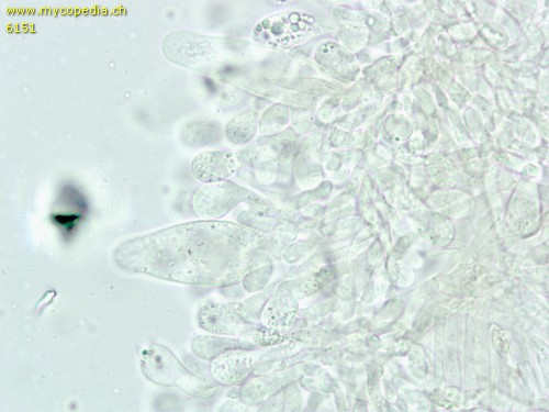 Cyclocybe erebia - Basidien - 