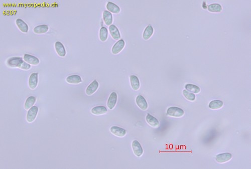 Lepiota fuscovinacea - Sporen - Wasser  - 
