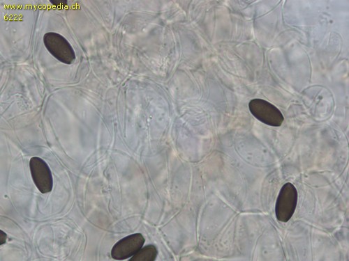 Psathyrella microrhiza - HDS - 