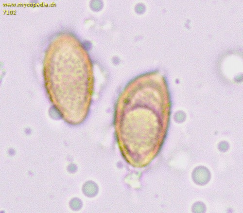 Hebeloma clavulipes - 