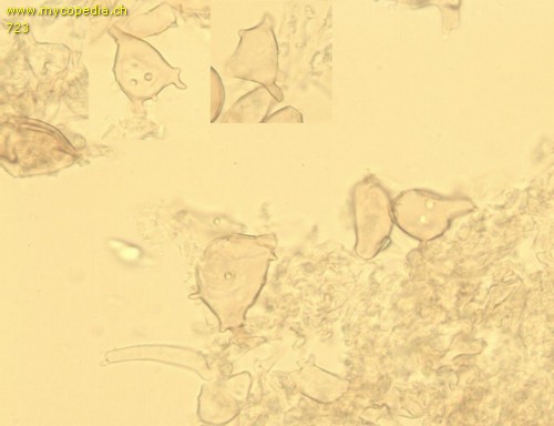 Phaeolepiota aurea - HDS Zellen - 