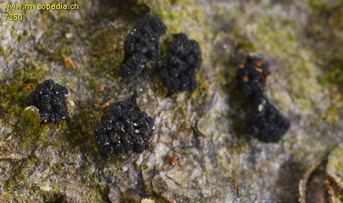 Eutypella cerviculata - 