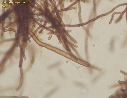 Phellinidium ferrugineofuscum - Setae - 