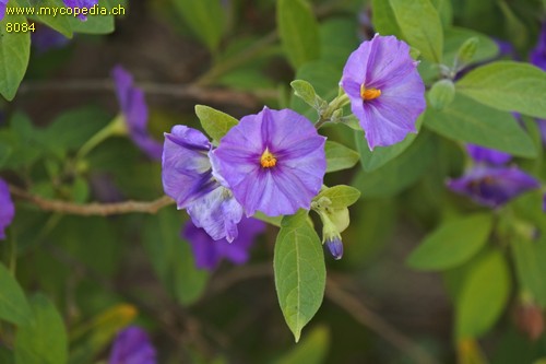 Lycianthes - 