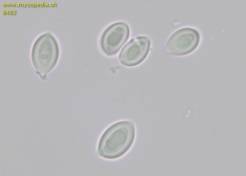 Leucoagaricus leucothites - Sporen - 