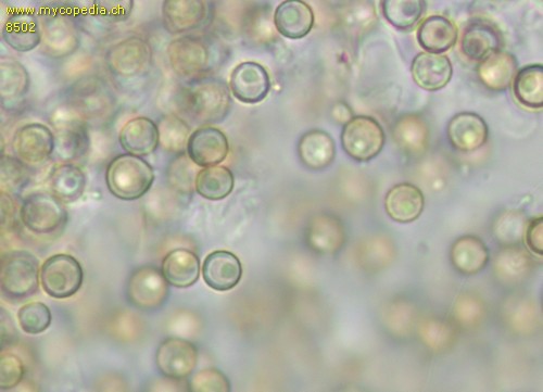 Lycoperdon pratense - Sporen - Wasser  - 