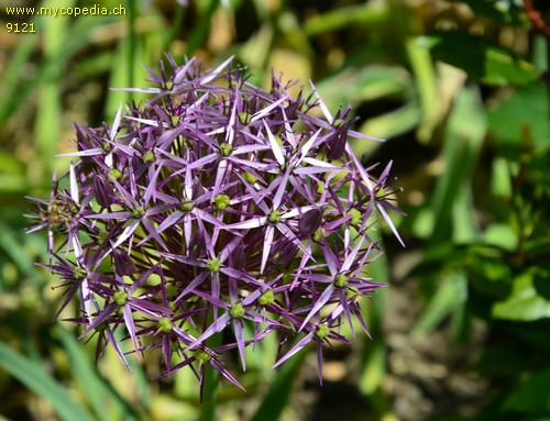 Allium cristophii - 