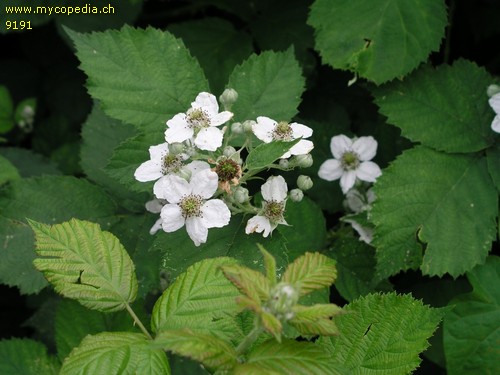 Rubus armeniacus - 
