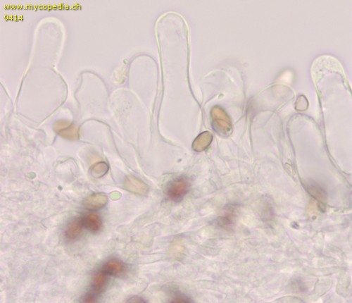 Psathyrella lutensis - Cheilozystiden - Ammoniak  - 