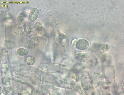 Hygrocybe miniata - 
