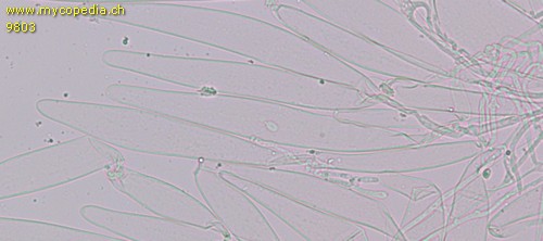 Tricholomopsis rutilans - 